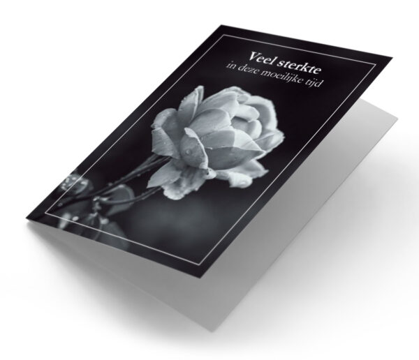 Witte roos met kader