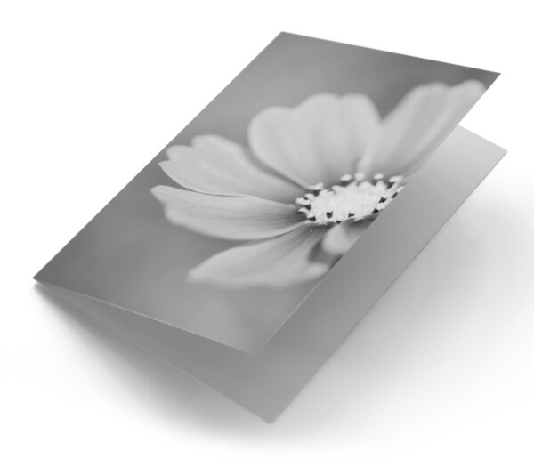 Cosmos bloem zwart wit