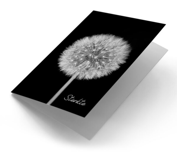 Paardenbloem close-up zwart wit