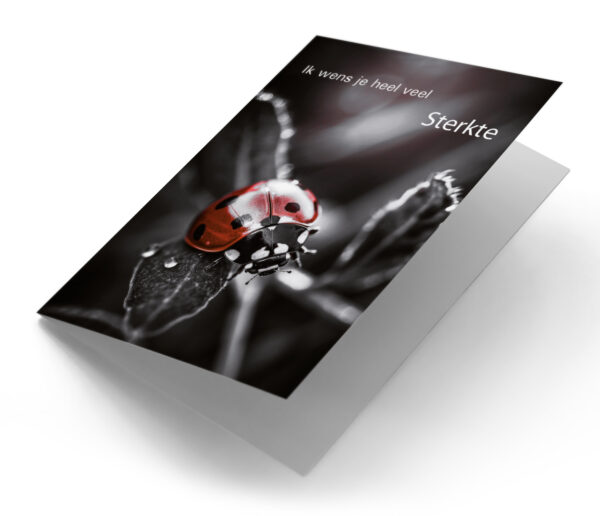 Lieveheersbeestje op blad zwart-wit