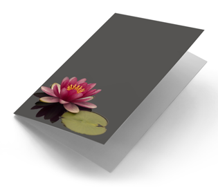 Rode waterlelie in grijs