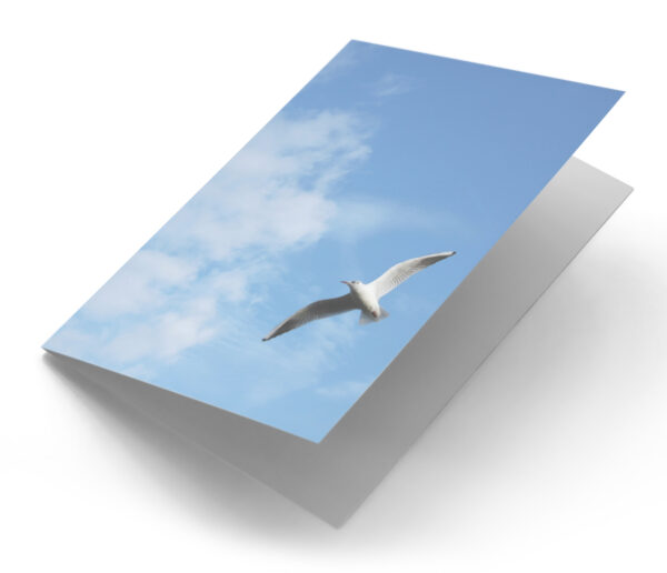 Zeemeeuw blauwe lucht