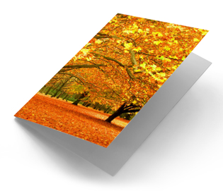 Bomen in park goudgele bladeren