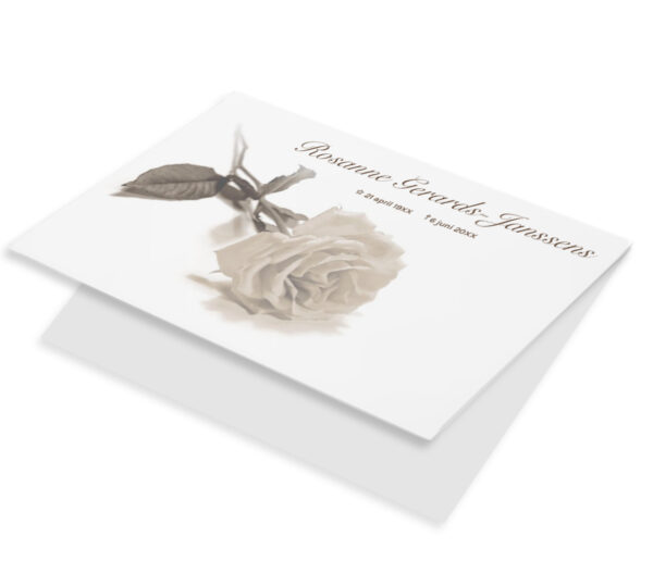 Witte roos sepia