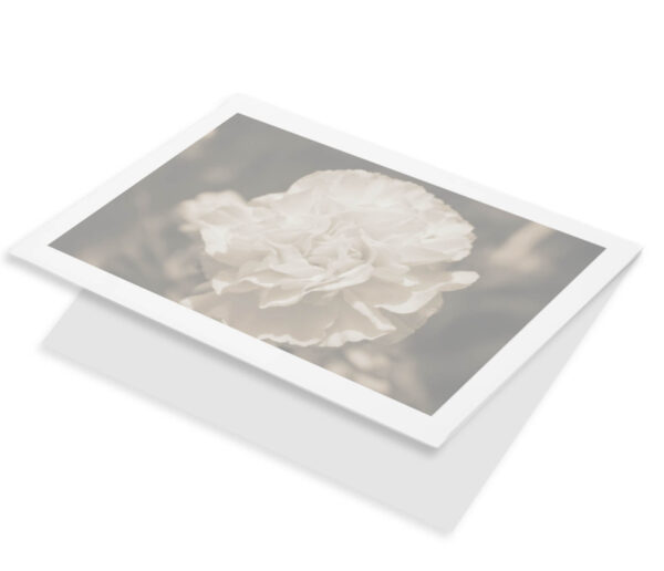 Witte anjer sepia