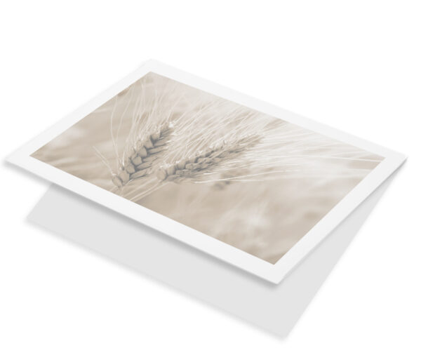 Granen tarwe sepia